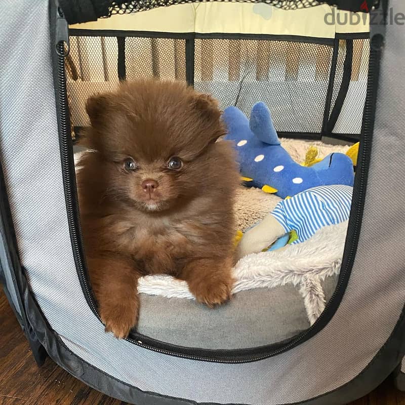 Awesome Teacup Pomeranian Puppies. WhatsApp me +18032580516 0