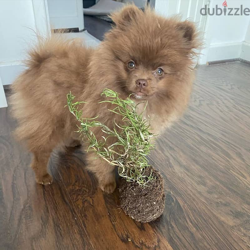 Awesome Teacup Pomeranian Puppies. WhatsApp me +18032580516 1