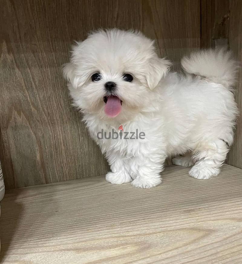 Potty Trained Teacup Maltese Puppies. WhatsApp me +18032580516 0