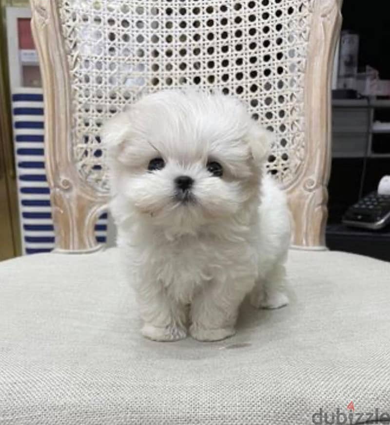 Potty Trained Teacup Maltese Puppies. WhatsApp me +18032580516 1