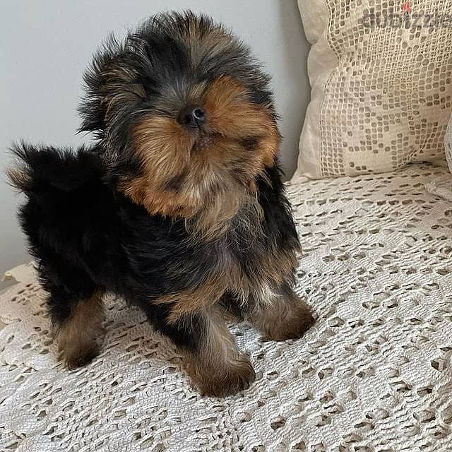 teacup Yorkie puppies. WhatsApp me +18032580516 0