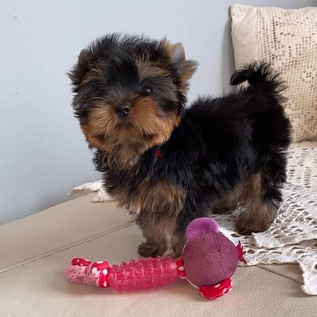 teacup Yorkie puppies. WhatsApp me +18032580516 1