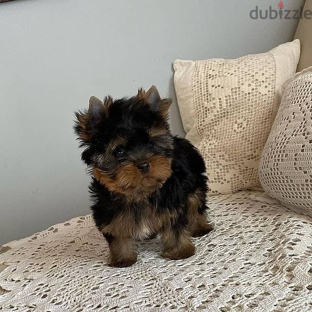 teacup Yorkie puppies. WhatsApp me +18032580516 2