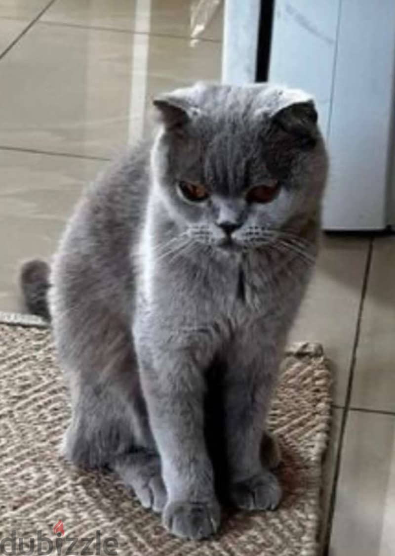 بسه سكوتش فولد Scottish Fold Cat 0