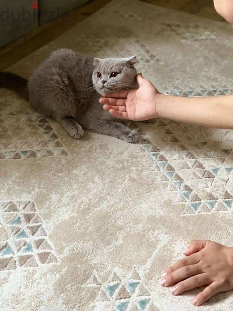 بسه سكوتش فولد Scottish Fold Cat 3