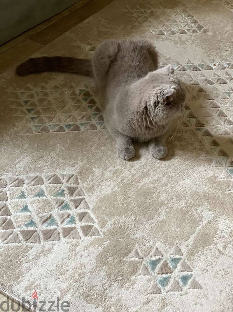 بسه سكوتش فولد Scottish Fold Cat 5