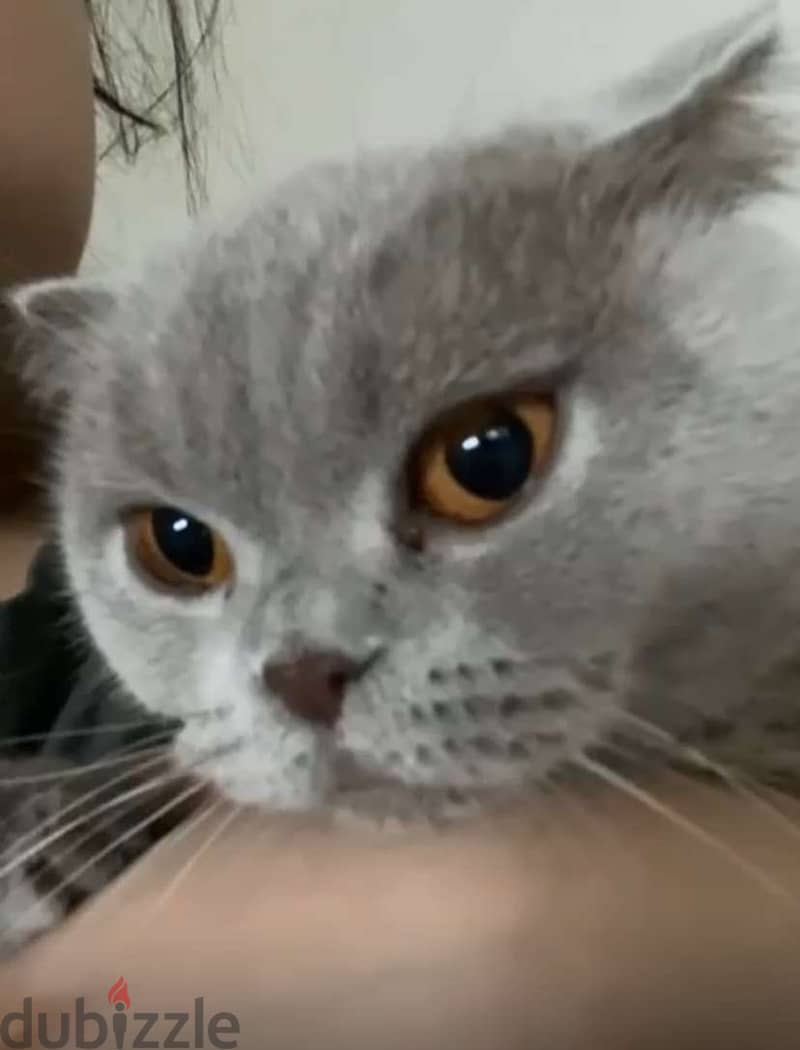 بسه سكوتش فولد Scottish Fold Cat 6