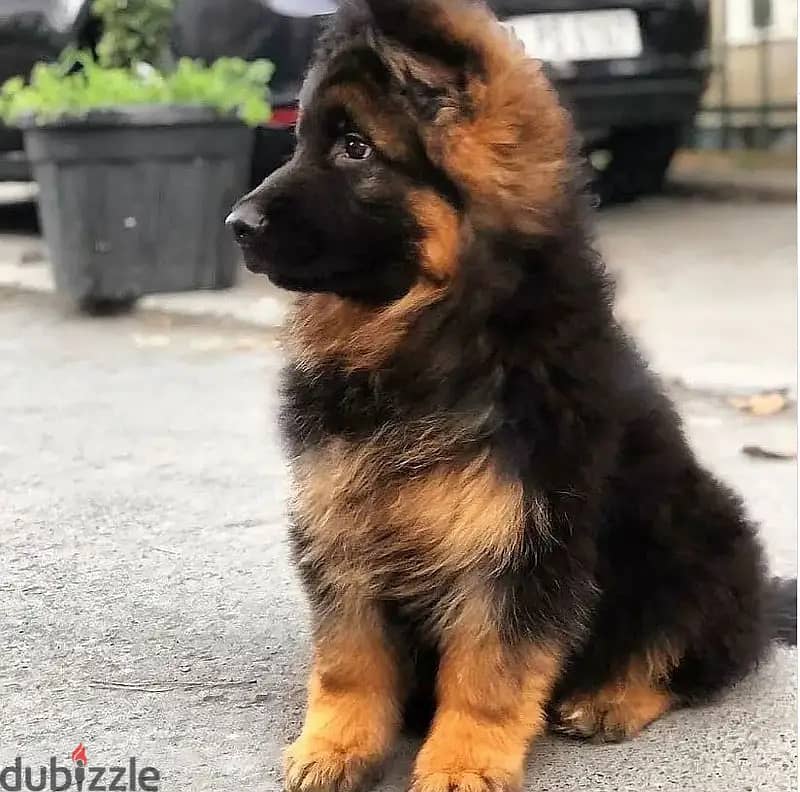 German shepherd// WhatsApp +966568218820 0