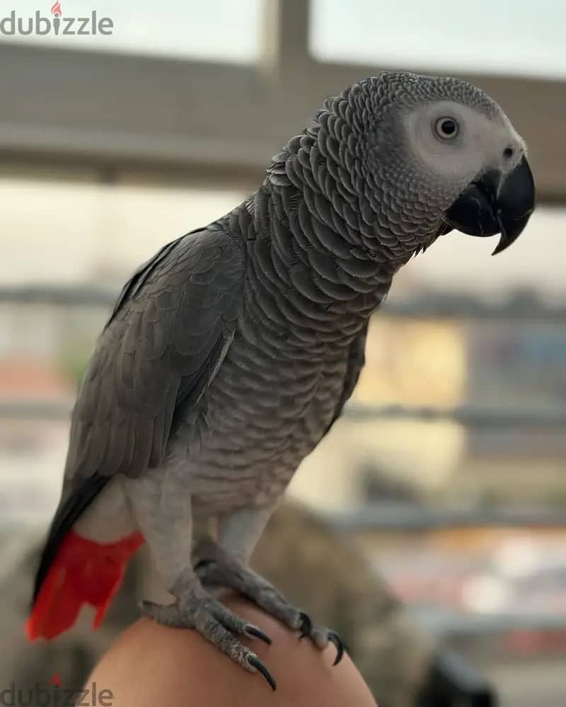 Grey parrot// WhatsApp +966568218820 0