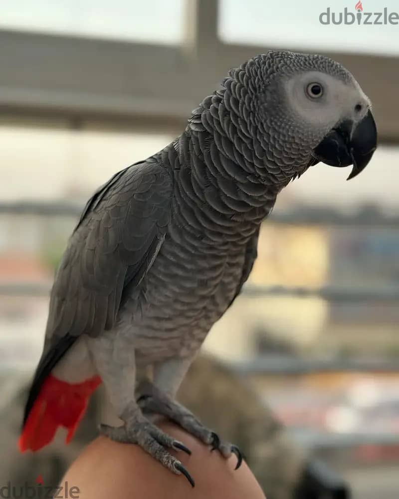 African grey// WhatsApp +966568218820 0