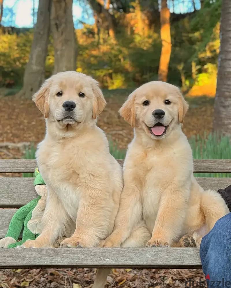 Golden retriever// WhatsApp +966568218820 0