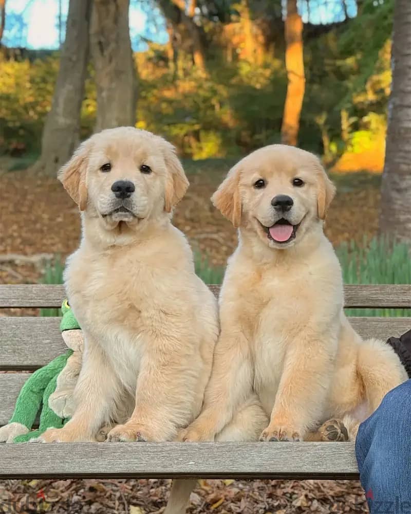 Golden Retriever// WhatsApp +966568218820 0