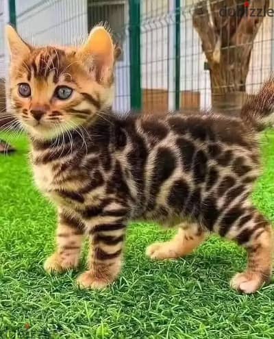 Bengal kittens// Whatsapp +97455792932