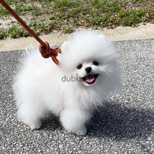 pomeranian puppies// Whatsapp +971552543679 0