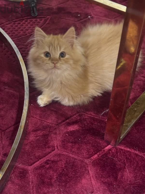 kitten Persian moon face 1