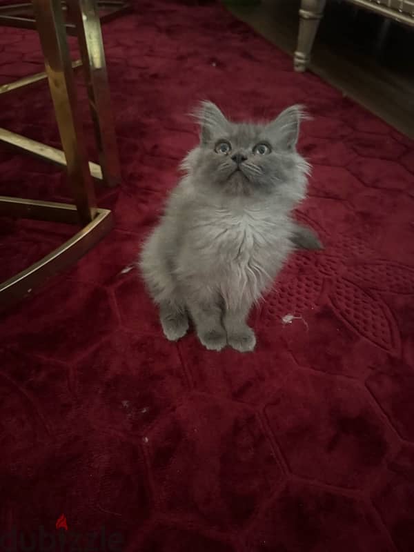 kitten Persian moon face 3