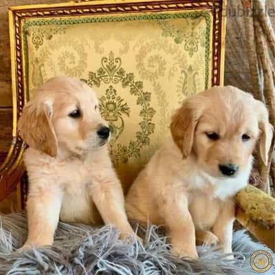 Golden Retriever Puppies Whatsapp me +972553390216