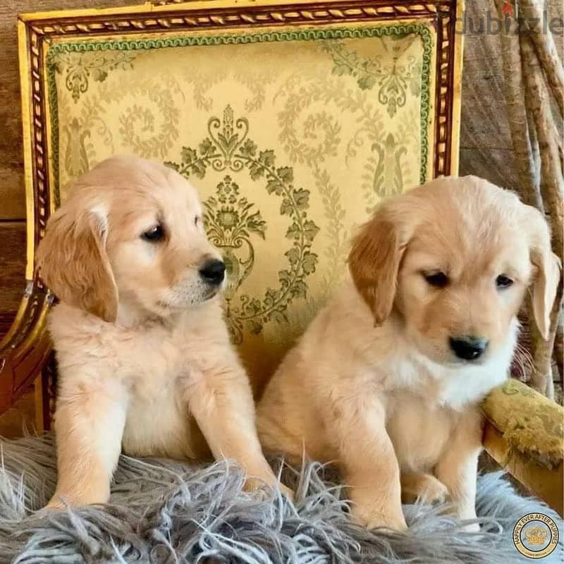 Golden Retriever Puppies Whatsapp me +972553390216 0