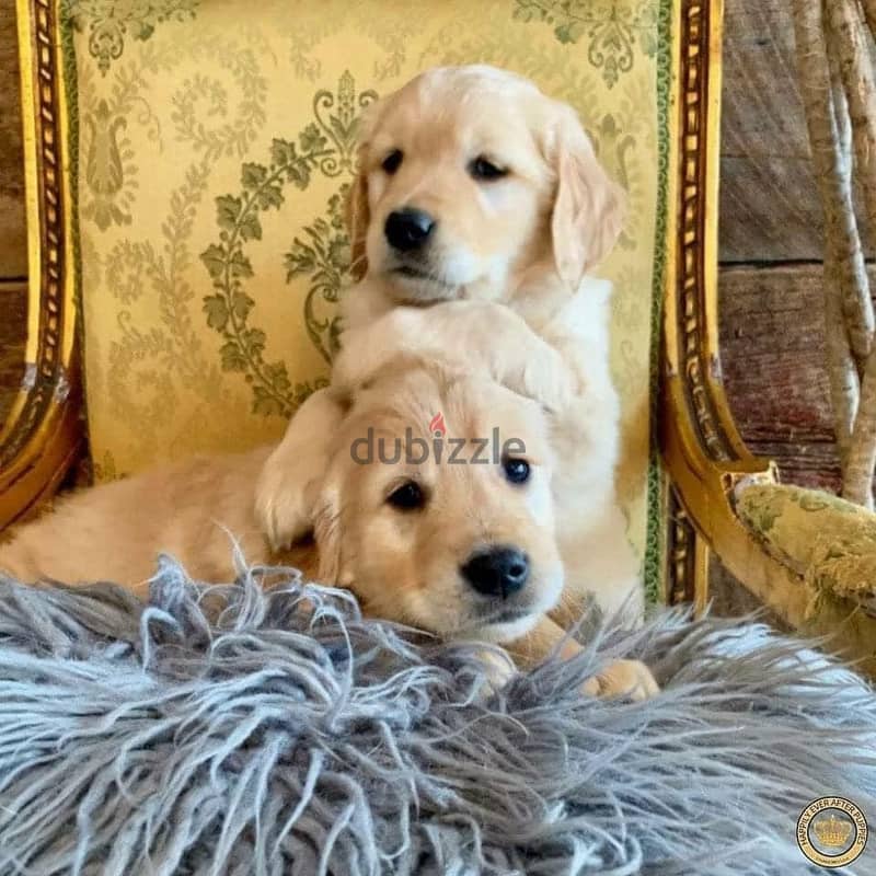 Whatsapp Me +972552992089 Golden Retriever Puppies 0