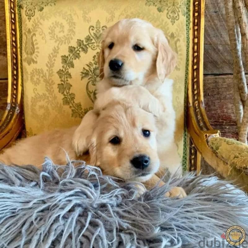 Whatsapp Me +972552992089 Golden Retriever Puppies 0