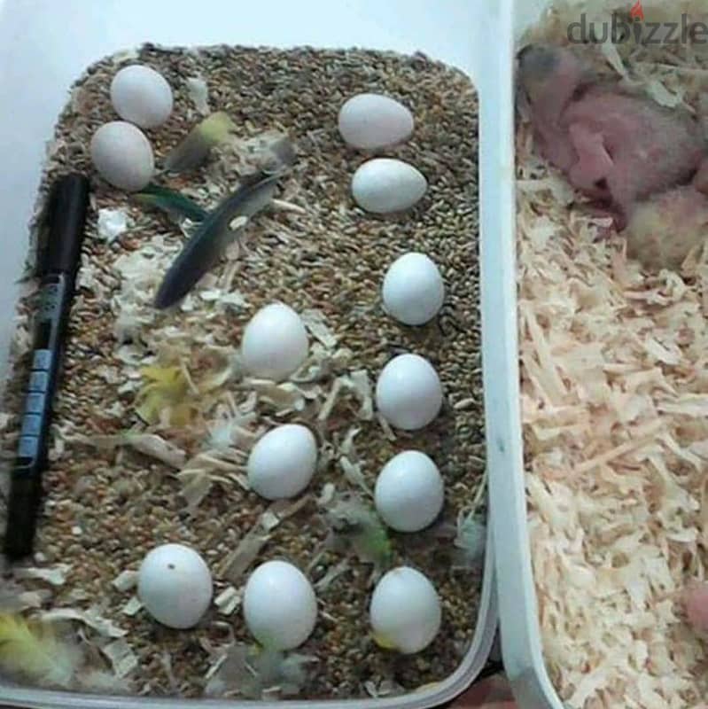 Fertile Parrot Eggs! 0