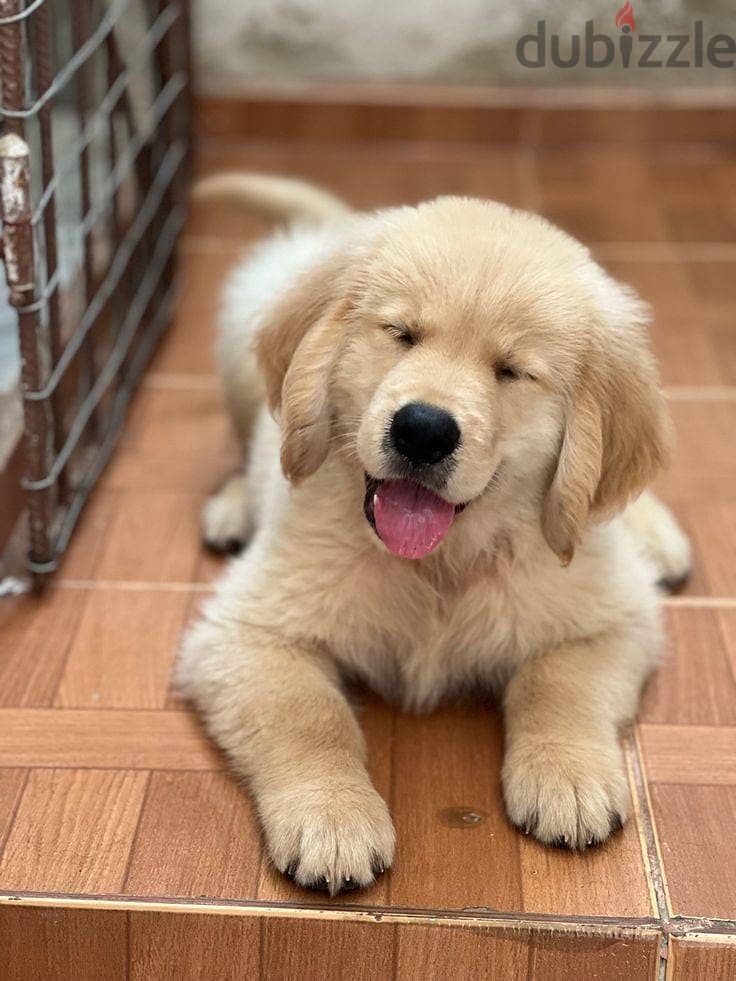 Whatsapp Me +972552992089 Golden Retriever Puppies 1