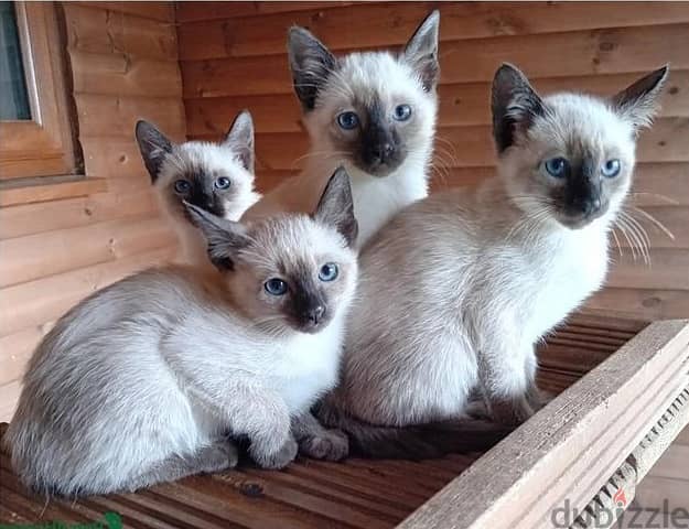 Whatsapp Me +966583921348 Siamese Cats 1