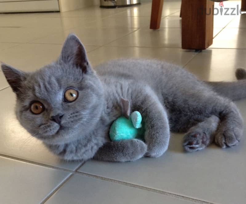 Blue British Shorthair Kitten for sale 0