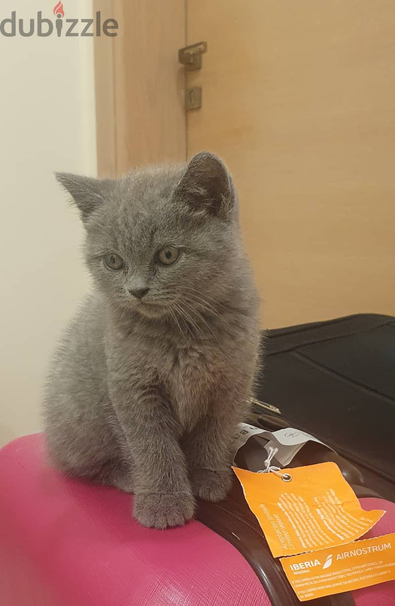 Blue British Shorthair Kitten for sale 1