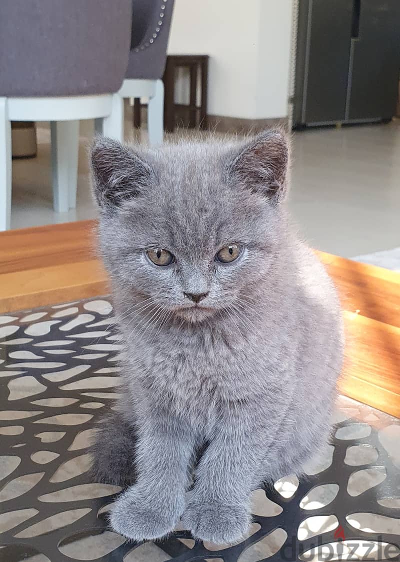 Blue British Shorthair Kitten for sale 2