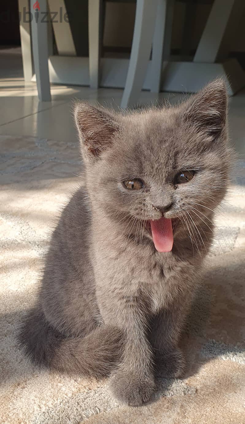 Blue British Shorthair Kitten for sale 3