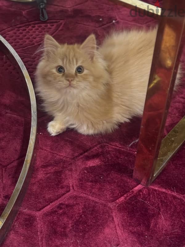 kitten Persian moon face for sale 1