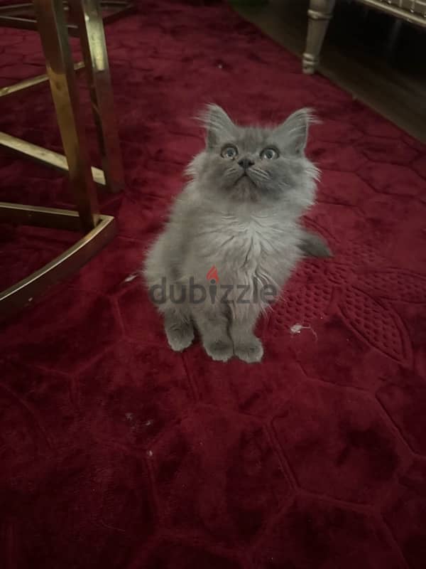 kitten Persian moon face for sale 3