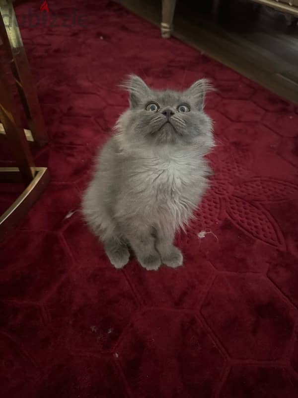 kitten Persian moon face for sale 4