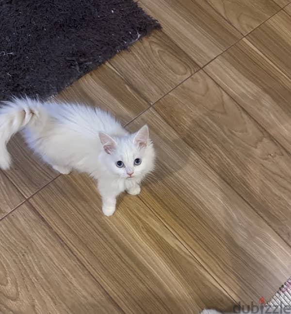 kitten Persian moon face for sale 5