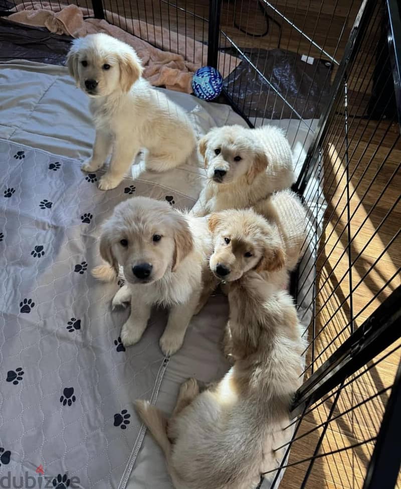 Golden Retriever Puppies Whatsapp me +972553390216 1