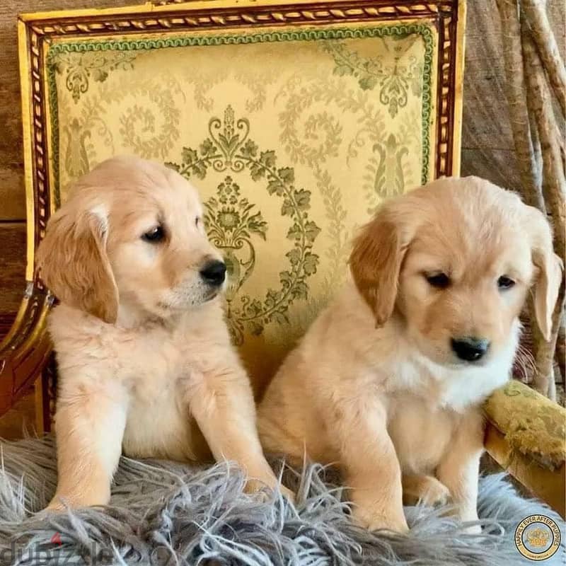 Healthy Golden Retriever Puppies / Whatsapp Me ::+972552992089 1