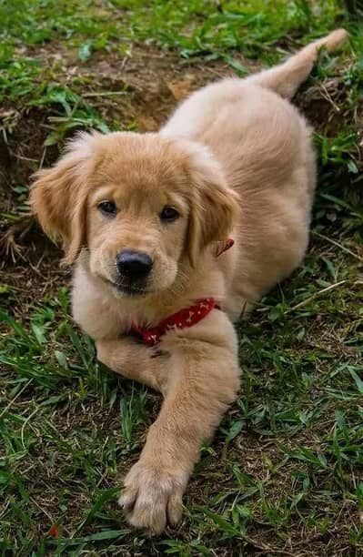 Golden Retriever Puppies Whatsapp me +972553390216