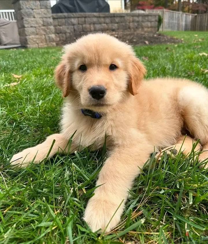 Healthy Golden Retriever Puppies / Whatsapp Me ::+972552992089 1