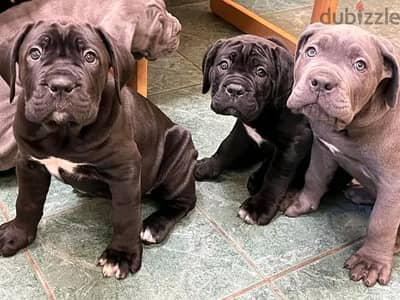 Cane Corso Puppies Whatsapp me +972553390216