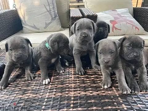 Cane Corso Puppies Whatsapp me +972553390216 1