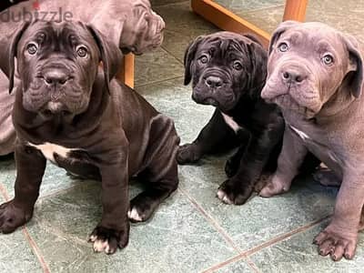 Cane Corso Puppies Whatsapp me +972553390216