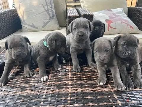 Healthy Cane Corso Puppies / Whatsapp Me ::+972552992089 1