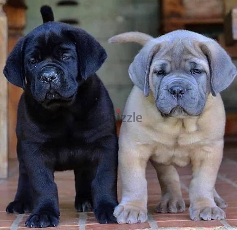 Healthy Cane Corso Puppies / Whatsapp Me ::+972552992089 0