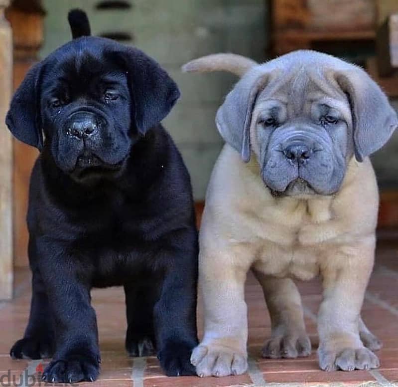 Healthy Cane Corso Puppies / Whatsapp Me ::+972552992089 0