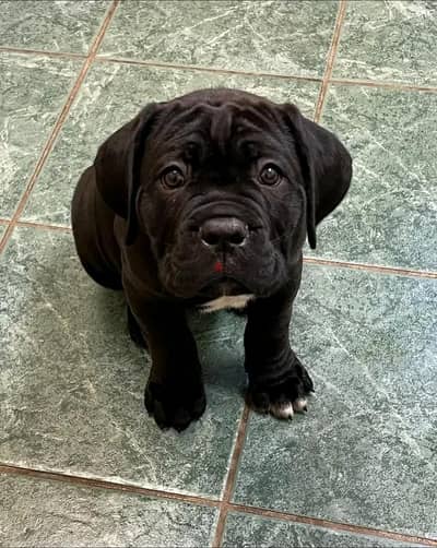 Cane Corso Puppies Whatsapp me +972553390216