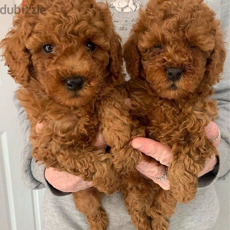 Toy Poodle Puppies Whatsapp me +972553390216 1