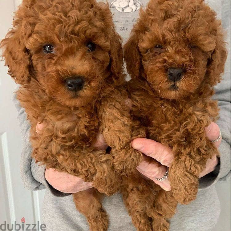 Toy Poodle Puppies Whatsapp me +972553390216 1