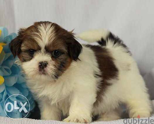 Male and Female Shih Tzu Puppies 0