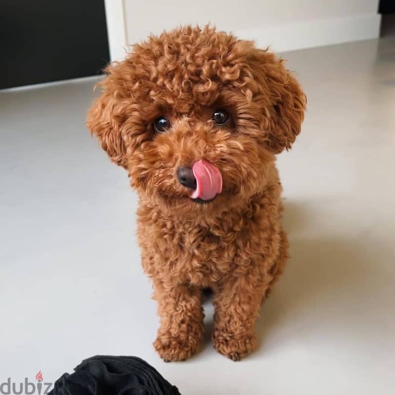 Poodle puppies //Whatsapp +971552543679 0